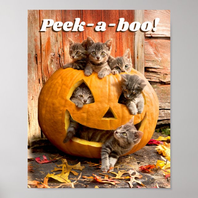 Póster Gatitos en Jack-o-Lantern (Frente)