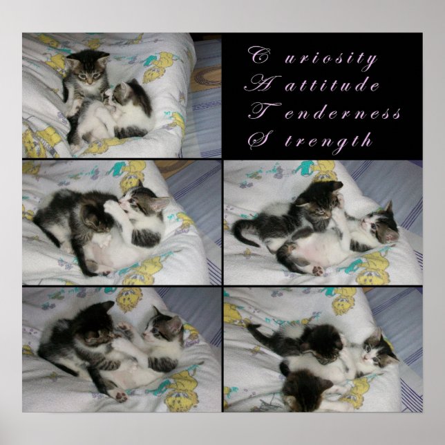 Póster Gatitos en juego (Frente)