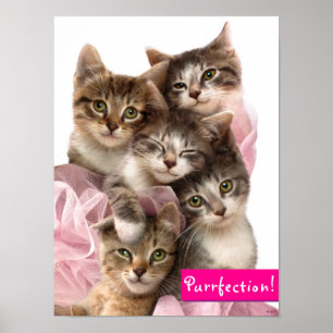 Póster Gatitos en Tutus