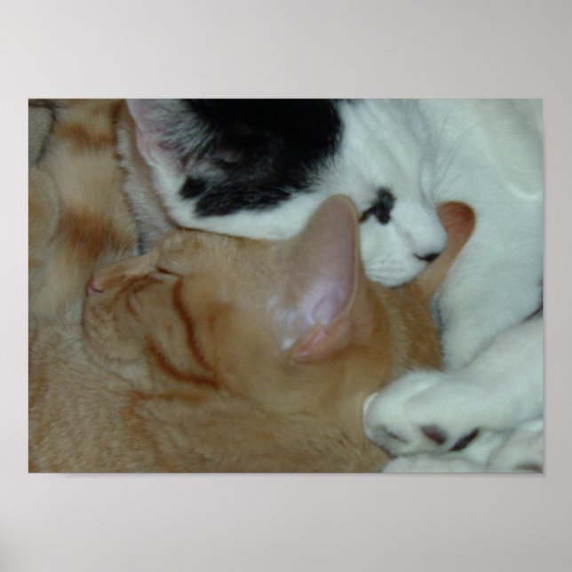 Póster Gatitos enamorados (Frente)