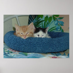 Póster Gatitos enamorados