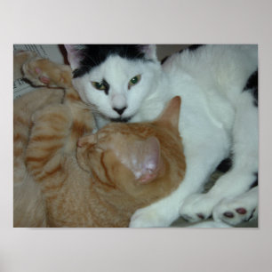Póster Gatitos enamorados