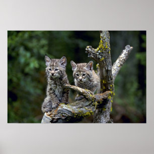Póster gatitos Lince-verano-jovenes