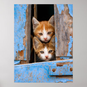 Póster Gatitos lindos del gato en una foto azul de la