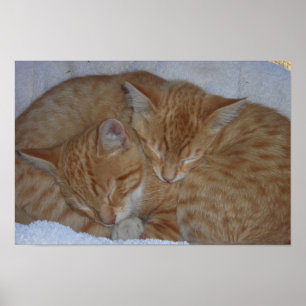 Póster Gatitos relajados y soleados