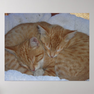 Póster Gatitos relajados y somnolientos