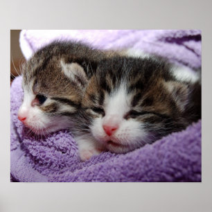 Póster Gatitos soñolientos