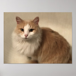 Póster Gato