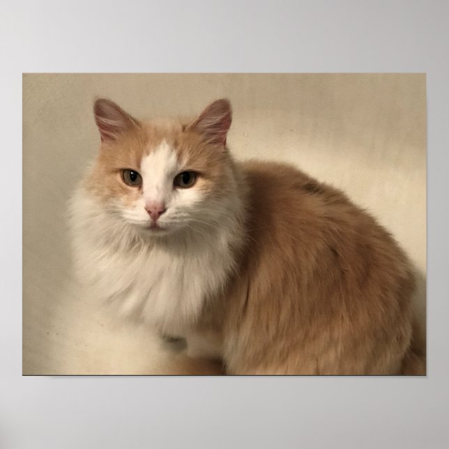Póster Gato (Frente)