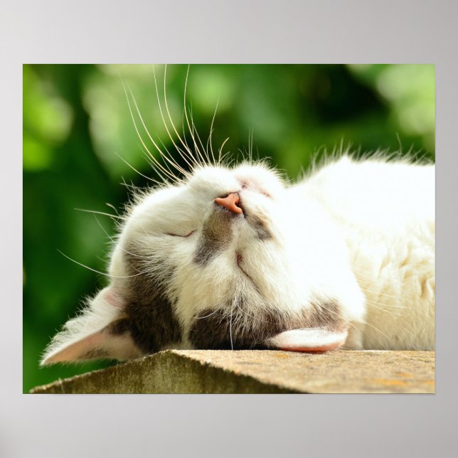 Póster Gato (Frente)