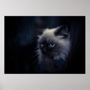 Póster Gato