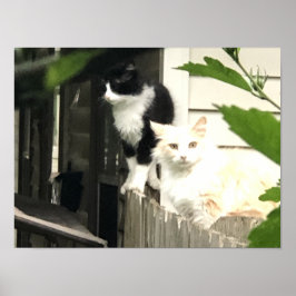 Póster Gato