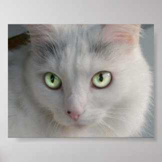 Póster Gato