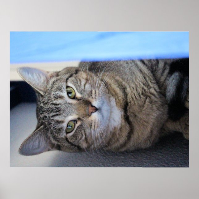 Póster Gato (Frente)