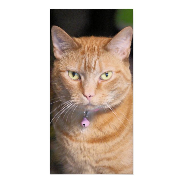 Póster Gato (Anverso)