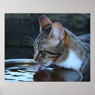 Póster Gato