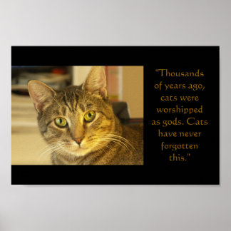 Póster Gato