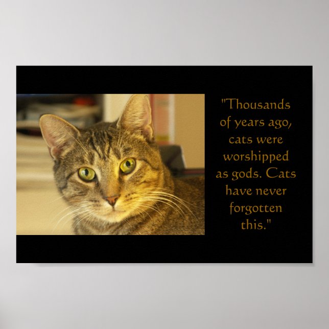 Póster Gato (Frente)