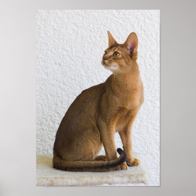 Póster Gato abisano (Frente)