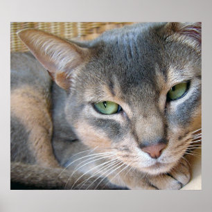 Póster Gato Abisinio Ojos Grandes Azules Verdes