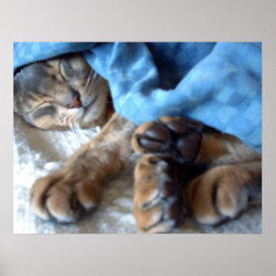 Póster Gato Aby Azul Durmiente en Azul
