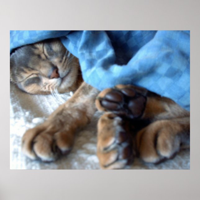Póster Gato Aby Azul Durmiente en Azul (Frente)
