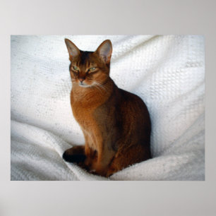 Póster Gato abysiniano rudidoso