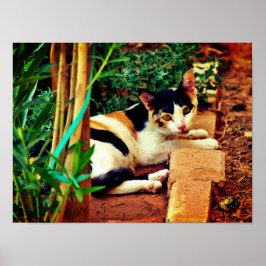 Póster Gato agradable