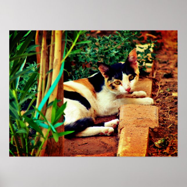 Póster Gato agradable (Frente)