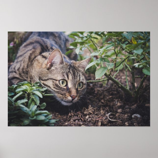 Póster Gato atigrado en el bosque acechando (Frente)