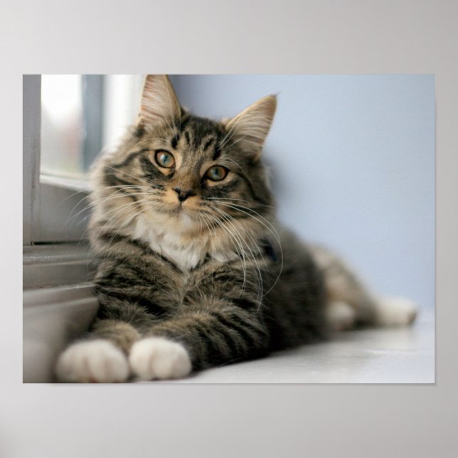 Póster Gato atigrado junto a una ventana (Frente)