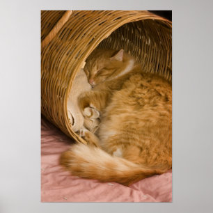 Póster Gato atigrado naranja durmiendo en cesto