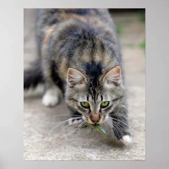 Póster gato atrapó a un lagarto (Frente)