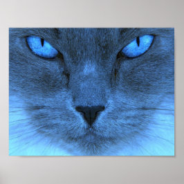 Póster Gato azul