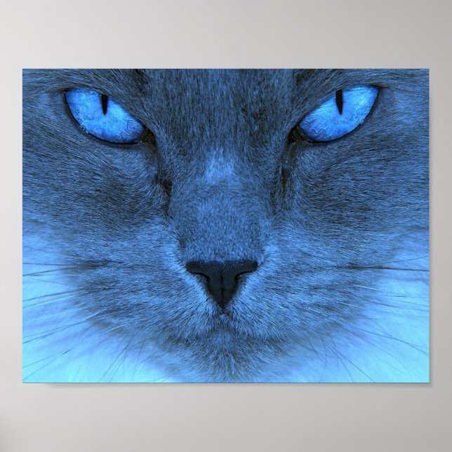 Póster Gato azul (Frente)