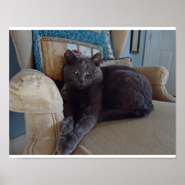 Póster Gato azul ruso (Frente)