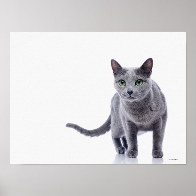 Póster Gato azul ruso (Frente)