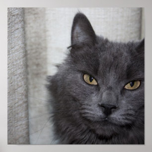 Póster Gato azul ruso de pelo largo