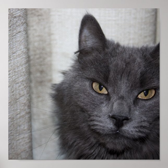 Póster Gato azul ruso de pelo largo (Frente)