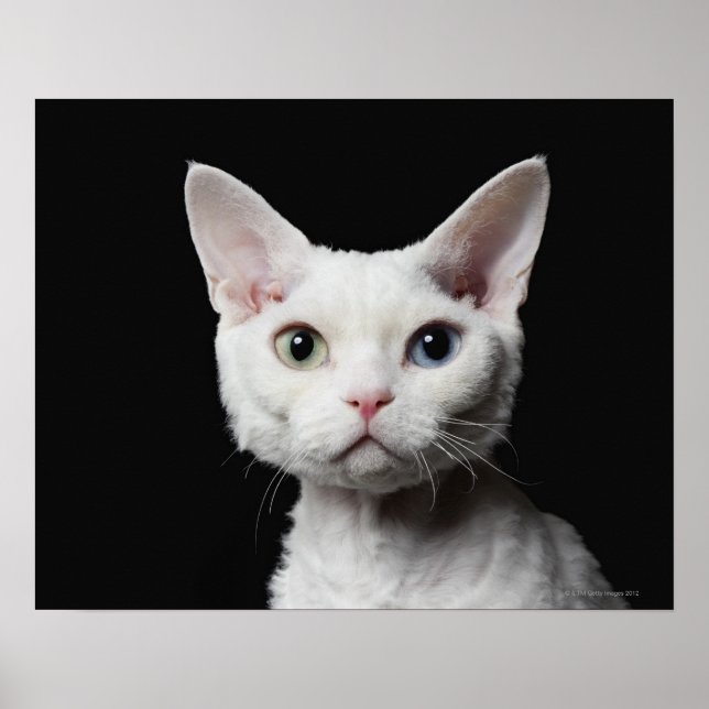 Póster Gato blanco de ojos raros (Frente)
