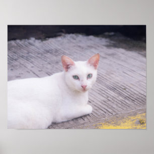 Póster Gato Blanco Hermoso