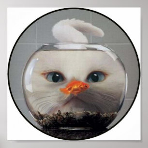 Póster Gato Blanco Mirando A Través De Un Tazón De Goldfi