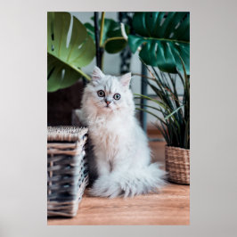 Póster Gato blanco persa sentado con plantas