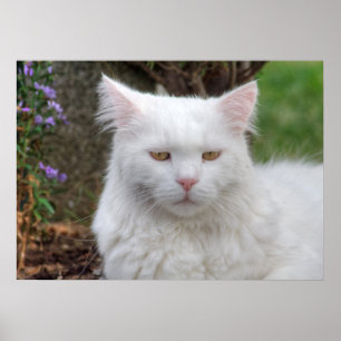 Póster Gato blanco serio