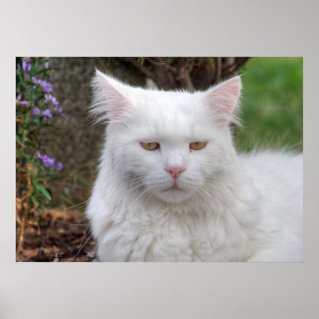 Póster Gato blanco serio (Frente)