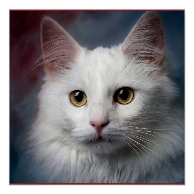 Póster Gato blanco turco angora rojo azul (Anverso)