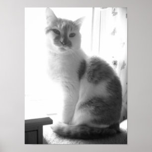 Póster Gato blanco vintage