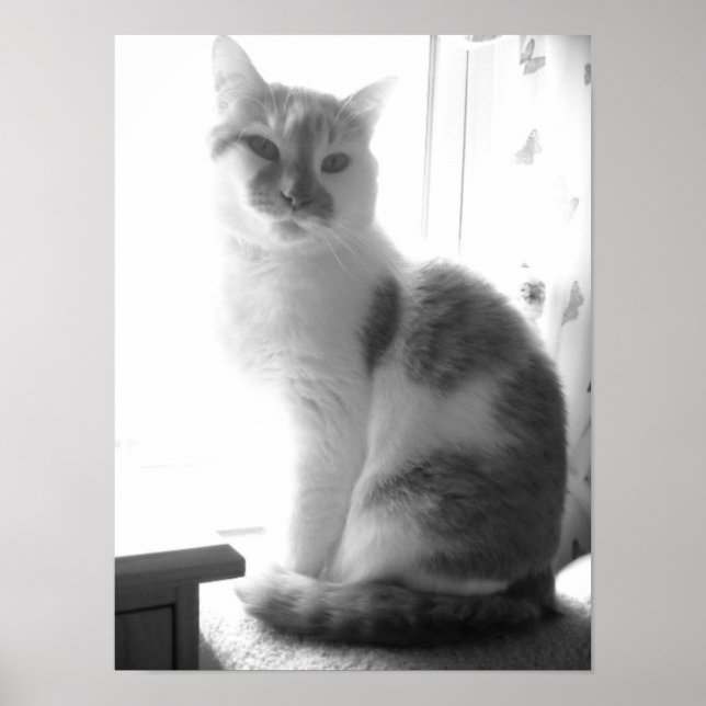 Póster Gato blanco vintage (Frente)