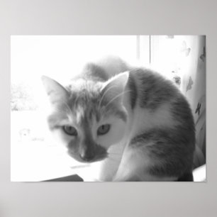 Póster Gato blanco vintage