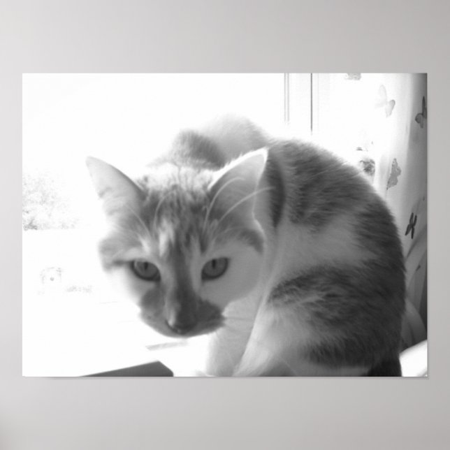 Póster Gato blanco vintage (Frente)